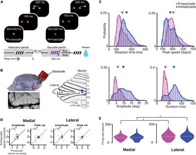 Purkinje Cell Activity in the Medial and Lateral Cerebellum During Suppression of Voluntary Eye Movements in Rhesus Macaques